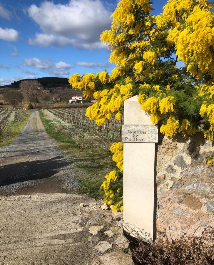 Domaine De Peilhan Roujan Eksteriør billede