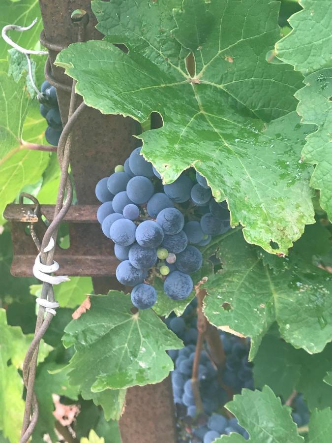 Domaine De Peilhan Roujan Eksteriør billede